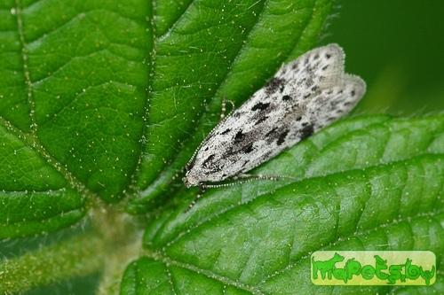Carpatolechia proximella