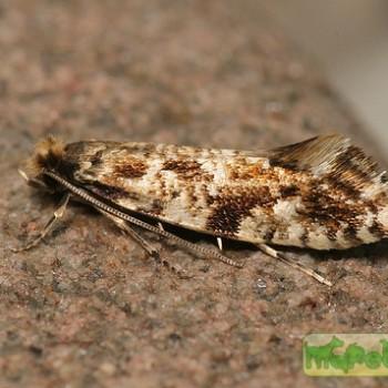 nemapogon cloacella