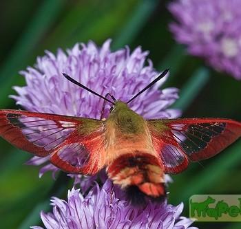 hemaris thysbe
