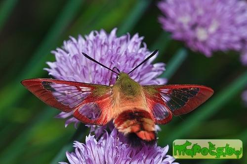 Hemaris thysbe