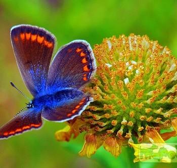 Polyommatus thersites (Голубянка Терсит)