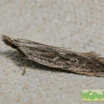 Anarsia spartiella
