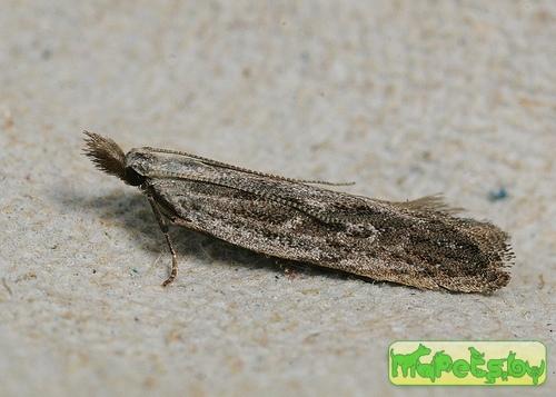Anarsia spartiella