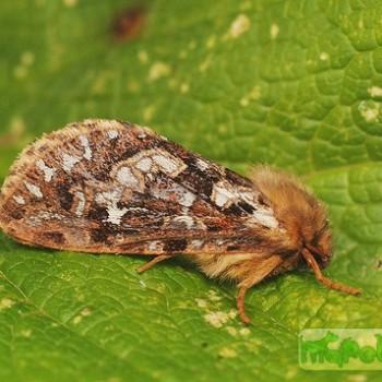 hepialus fusconebulosa