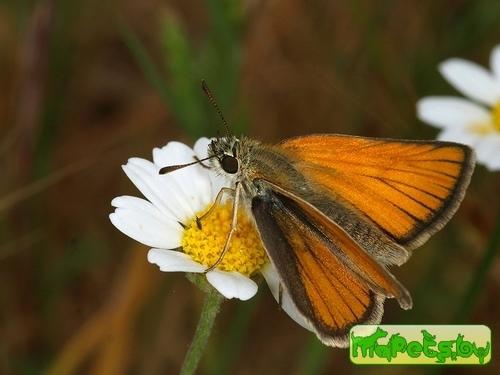 Thymelicus lineola