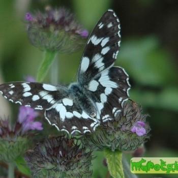 Melanagria galathea (Галатея)