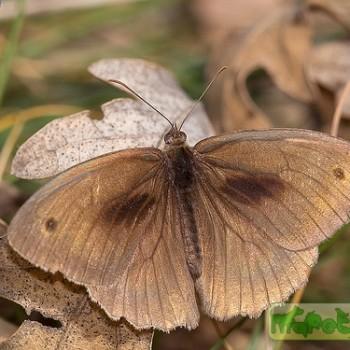 Hyponephele lupina