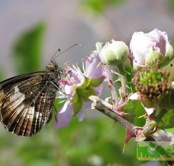 hipparchia neomiris