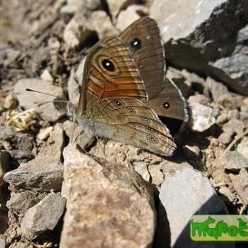 Lasiommata menava