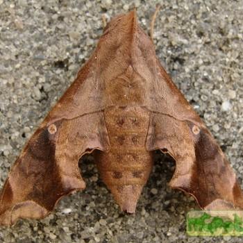 Enyo lugubris