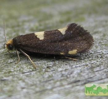 Incurvaria oehlmanniella