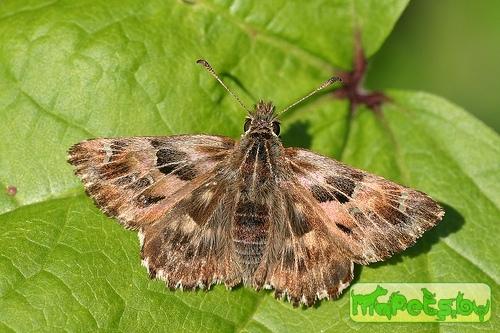 Carcharodus alceae