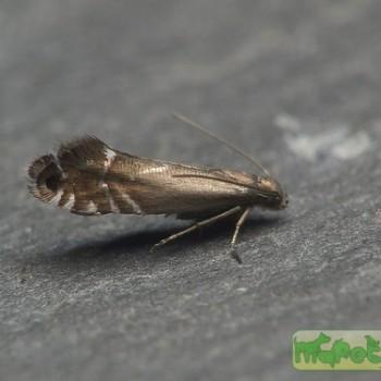 glyphipterix simpliciella