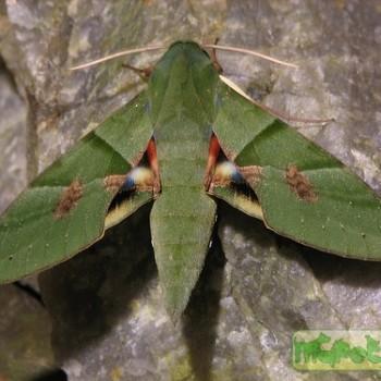Eumorpha labruscae