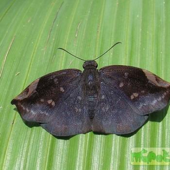 Achlyodes mithridates