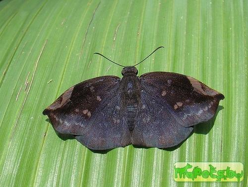 Achlyodes mithridates