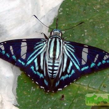 Phocides pigmalion
