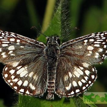 Pyrgus communis
