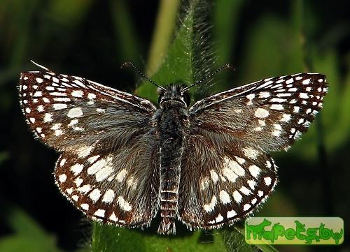 Pyrgus communis