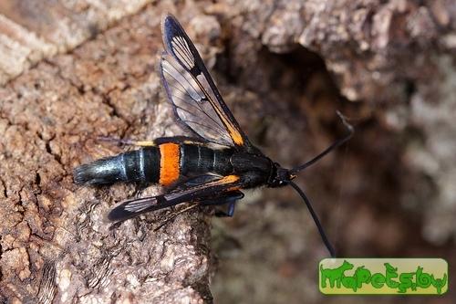 Synanthedon culiciformis