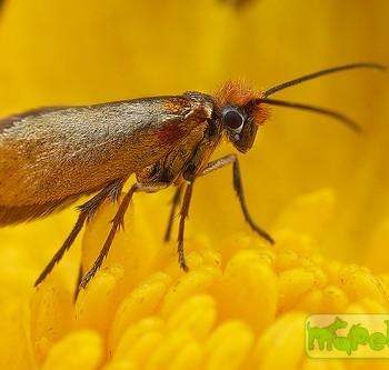 micropterix calthella