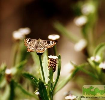 Apodemia walkeri