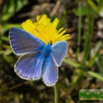 Polyommatus icarus (Икар)
