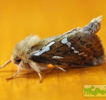 hepialus lupulinus