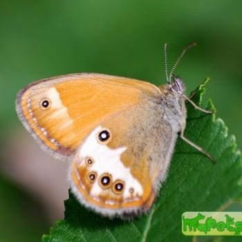 Coenonympha elbana