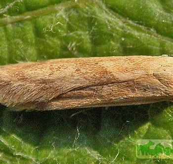 Blastobasis decolorella