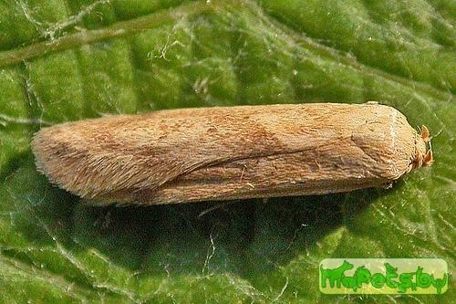 Blastobasis decolorella