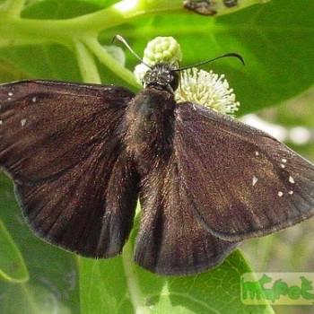 Ephyriades brunneus