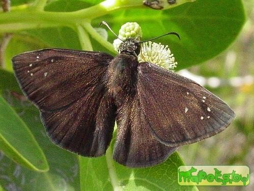 Ephyriades brunneus