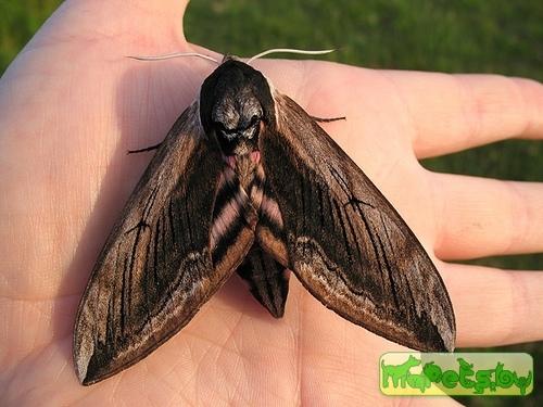 Sphinx pinastri