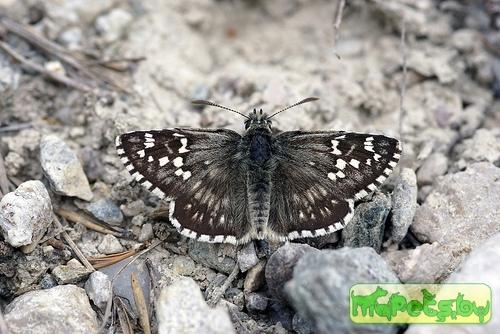Pyrgus carthami