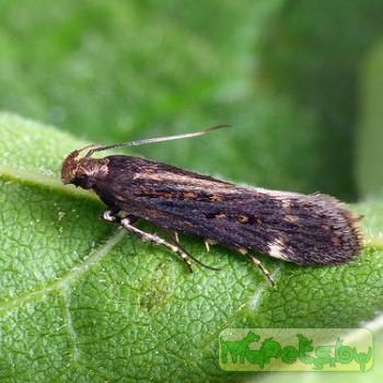 Aroga velocella