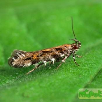 Aristotelia ericinella