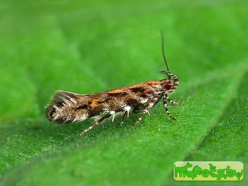 Aristotelia ericinella