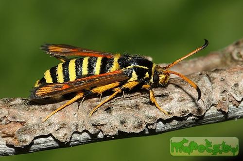Bembecia ichneumoniformis