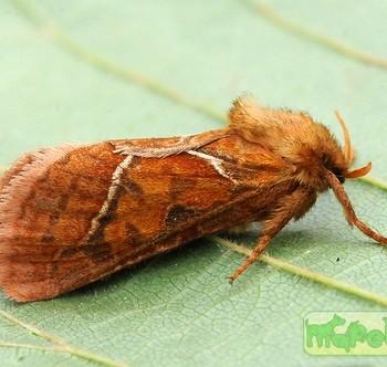 hepialus sylvina