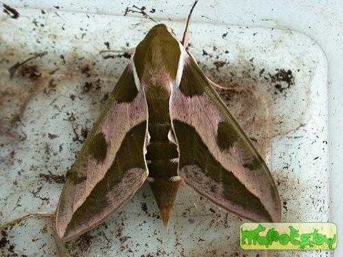 Hyles euphorbiae
