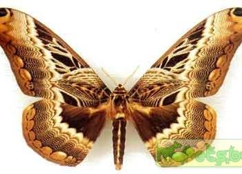 Dactyloceras lucina (Дактилоцерас люцина)