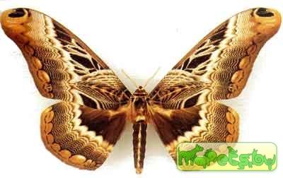 Dactyloceras lucina