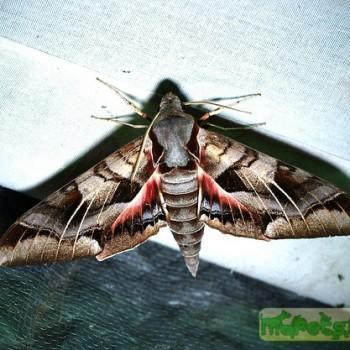 Eumorpha typhon