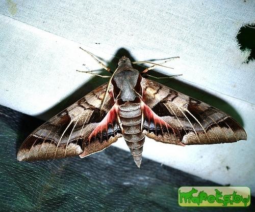 Eumorpha typhon