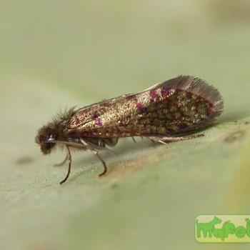 Eriocrania chrysolepidella