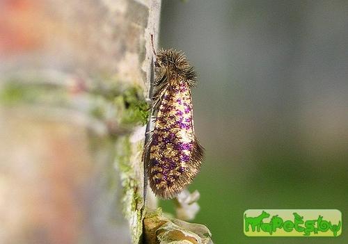 Eriocrania sparrmannella