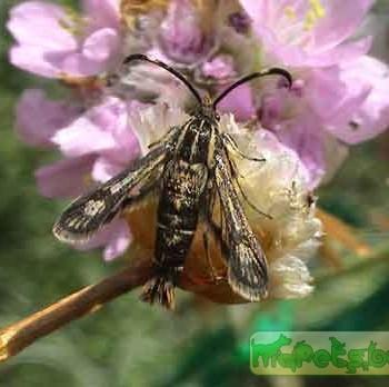 Bembecia muscaeformis