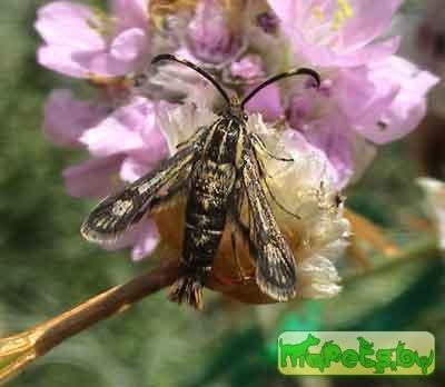 Bembecia muscaeformis