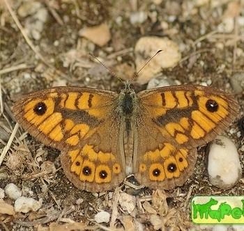 Lasiommata megera (Мегера)